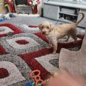 9 month old female Yorkiepoo -1