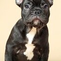 Selling my 3 Month Old French Bulldog-0