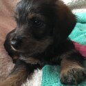 Wire haired dachshund x-4