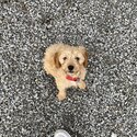 Cockapoo looking for new home-0