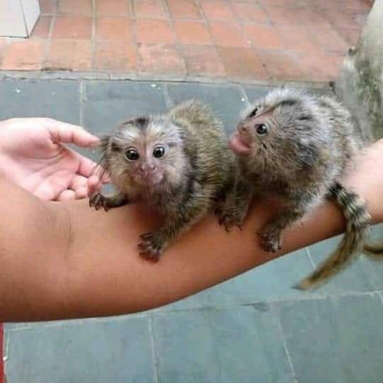 Marmoset monkeys available 