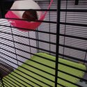 3 Female pet rats, free to a loving home with cage-1