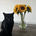 Selling my black cat -1