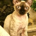 Beautiful Seal Point Devon Rex Girl Available -0