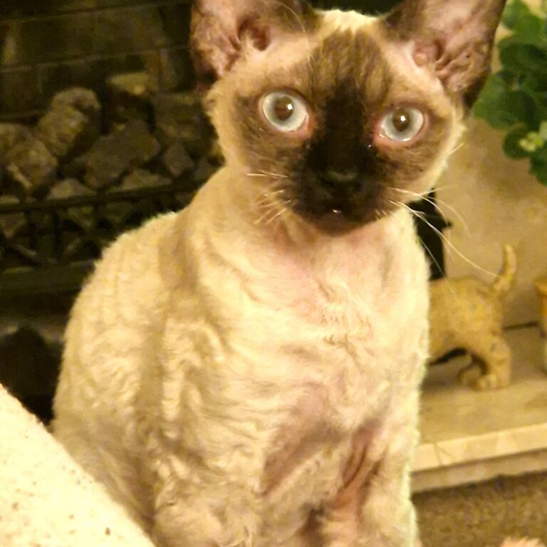 Beautiful Seal Point Devon Rex Girl Available 