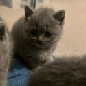 Blue British shorthair kittens-3