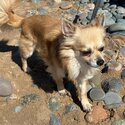 4 year old male chihuahua buster for a forever home-2