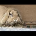 Edward rabbit desperately needs home -0