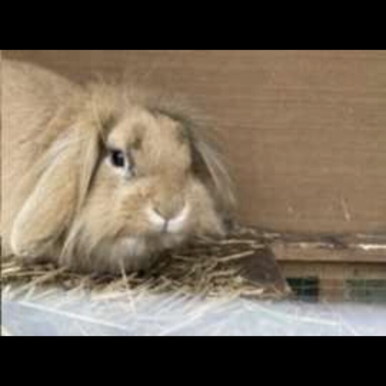 Edward rabbit desperately needs home 