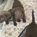 Gorgeous Labrador puppies for sale -2