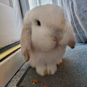 Bunnies for adoption -3