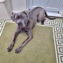 9 m/o Cane Corso looking for a new home! -1