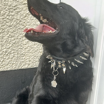 labradoodle cross collie