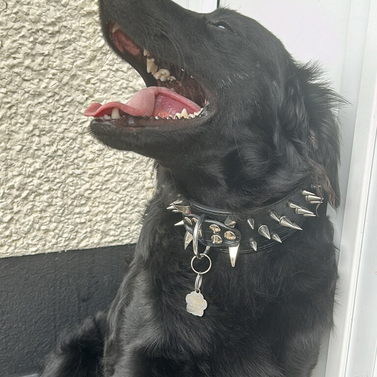 labradoodle cross collie