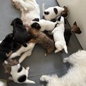 9 beautiful Jack Russel puppies -1