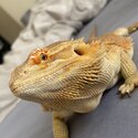 Bearded dragon and complete set up for sale-2