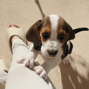 Beagle Puppies 