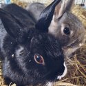 Bonded Pair Rabbits , Male, Neutered -5