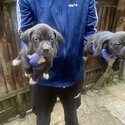 American Bully puppies in need of a home -0