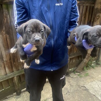 American Bully puppies in need of a home 