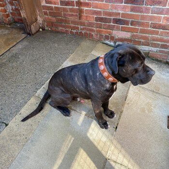 Cane corso