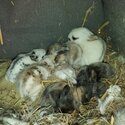 5 Beautiful baby's Lionhead Cross Rex -3