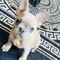 French bulldog female for a loving home-2