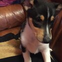 Rear SMOOTH COLLIE male pup for sale-3