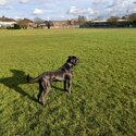 cane corso -2