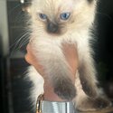 Ragdoll kittens-3