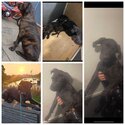 Cane Corso female puppy 16weeks old-1