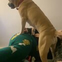 Gorgeous female mastiff-1