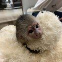 Capuchin and marmoset monkeys available -0