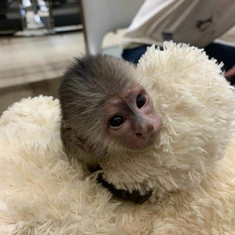 Capuchin and marmoset monkeys available 