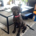 13 week Rottweiler/Cane Corso -0