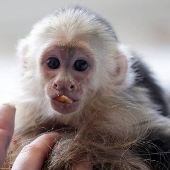 playful  pygmy marmoset Capuchin monkeys,