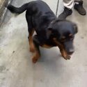 Loving dog needs loving home-3