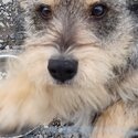 Miniature Schnauzer Cross needs forever home-0