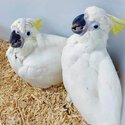 African grey and Cockatoo Parrots male and female -0