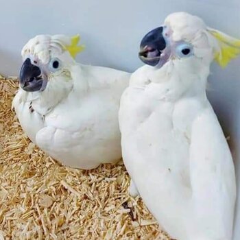 African grey and Cockatoo Parrots male and female 