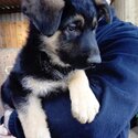 Traditional German shepherd pups -0