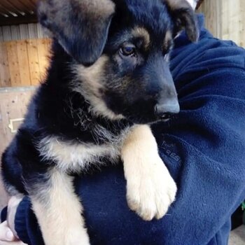 Traditional German shepherd pups 