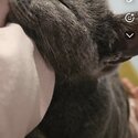 Grey chartreux cat- Happy to negotiate price-2