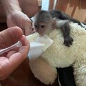 Capuchin and marmoset monkeys available -4