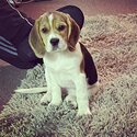 Beagle puppy 6 months old -0