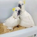 African grey and Cockatoo Parrots male and female -1