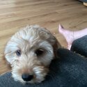 Adorable cockapoo puppy for sale -3