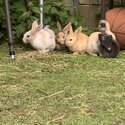 Free rabbits-5