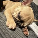 Beautiful French bulldog-2