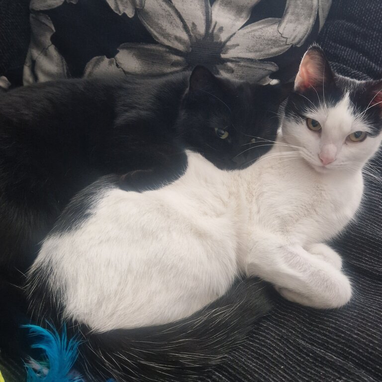 2 female cats